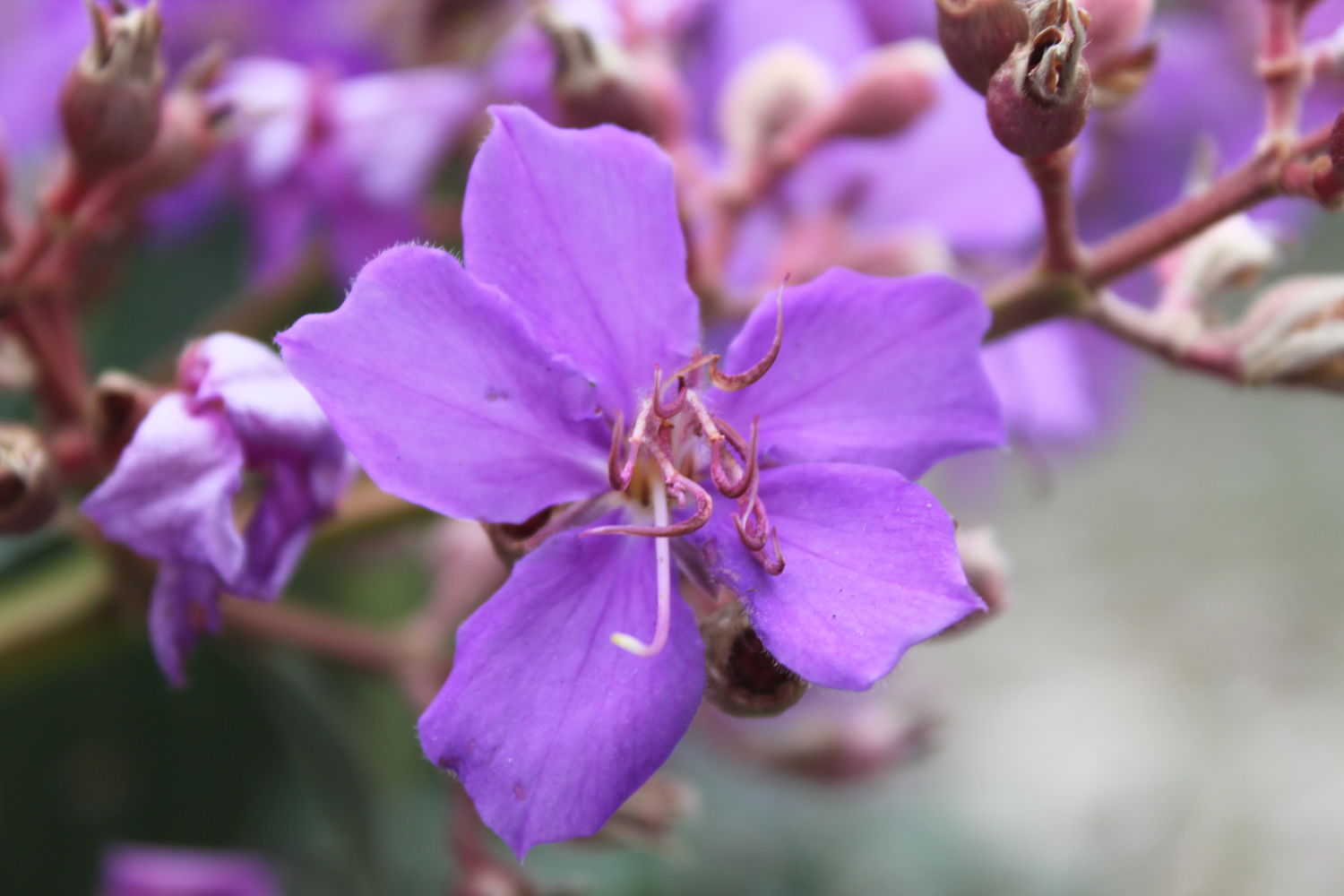 Uma flor para você (por Gustavo Gitti) | o lugar